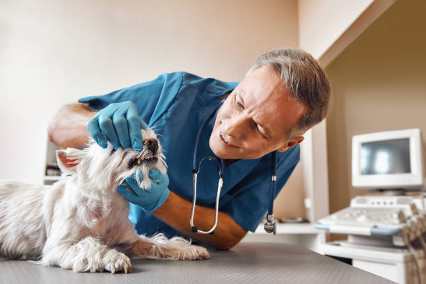 Best 24-Hour Emergency Dental Care in Indian Head, MD